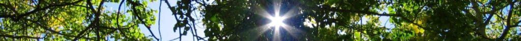 Sunlight filtering through green tree leaves and branches.